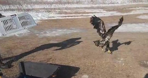 В Приморском крае выпустили на свободу краснокнижного орлана-белохвоста