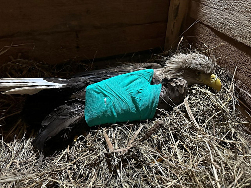 Сотрудники Росприроднадзора контролируют проведение обследования, изъятого из природы орлана-белохвоста