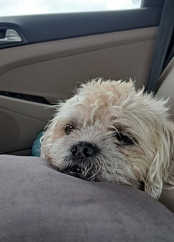 День бездомного животного