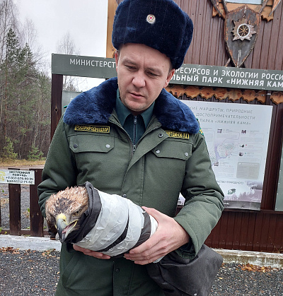 В Республике Татарстан сотрудники Росприроднадзора приняли участие в изъятии из естественной среды краснокнижной птицы