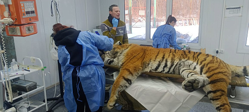 Сотрудники Росприроднадзора контролируют проведение обследования изъятого тигра