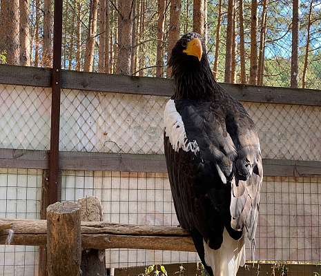 Инспекторы Росприроднадзора посетили с профилактическим визитом центр по мониторингу и реабилитации хищных птиц «Холзан»