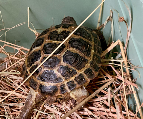 Росприроднадзор передал в Ростовский зоопарк двух редких черепах