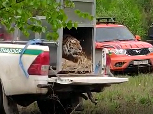 Сотрудники Росприроднадзора приняли участие в выпуске амурского тигра в естественную среду обитания