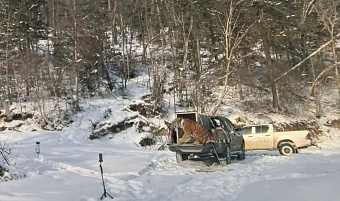 Амурский тигр выпущен в заказник «Березовый» Приморского края