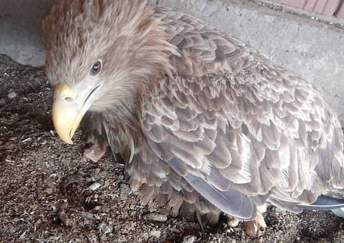 При участии сотрудников Росприроднадзора в Алтайском крае спасли краснокнижного орлана-белохвоста