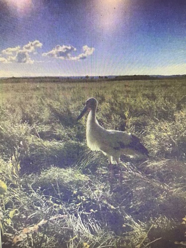 Сотрудники Росприроднадзора приняли участие в выпуске дальневосточного аиста в естественную среду обитания