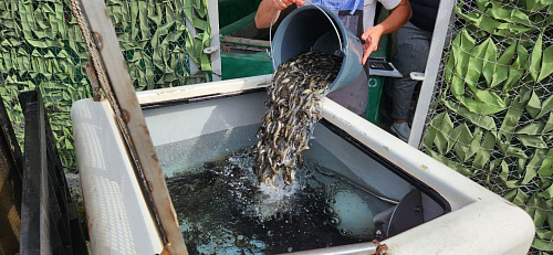 Под контролем сотрудников Росприроднадзора проведен второй за месяц выпуск молоди черноморского лосося в р. Мзымта