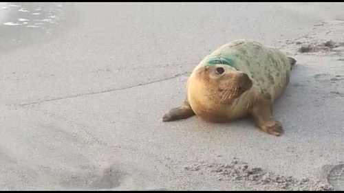 Под контролем сотрудников Северо - Западного межрегионального управления Росприроднадзора выпущена в естественную природную одна особь серого тюленя