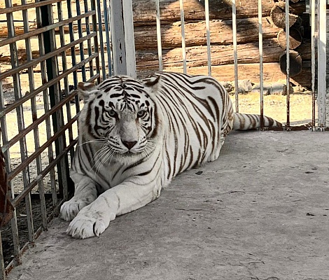 В честь Международного дня тигра сотрудники Центрально-Черноземного управления Росприроднадзора навестили тигров в Старооскольском зоопарке