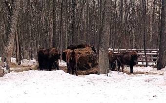 В Мордовском заповеднике инспекторы Росприроднадзора приняли участие в выпуске зубров в естественную среду обитания
