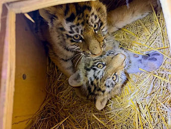 В Приморском крае спасли двух тигрят