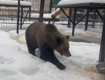Росприроднадзор продолжает следить за судьбой бурой медведицы по кличке Маша