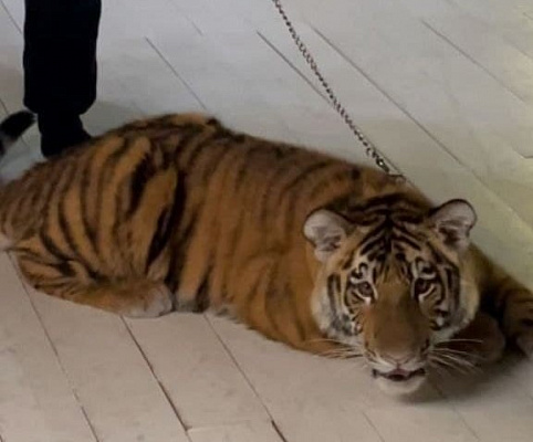 В г. Энгельс инспекторы Росприроднадзора изъяли тигренка у частного владельца в связи с нарушением закона