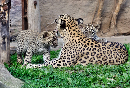 Трех переднеазиатских леопардов выпустят в дикую природу на Кавказе 