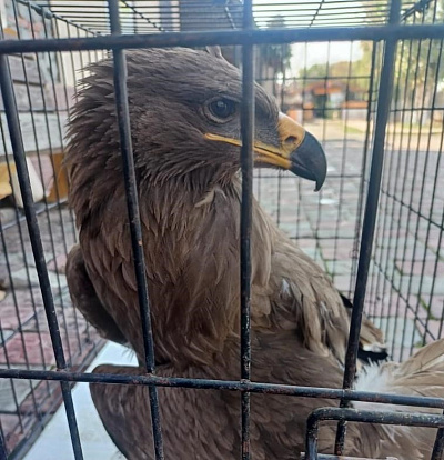 Сотрудники Росприроднадзора в Астраханской области провели изъятие из естественной среды обитания краснокнижного степного орла