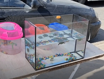 В Санкт-Петербурге привлечен к ответственности продавец красноухих черепах