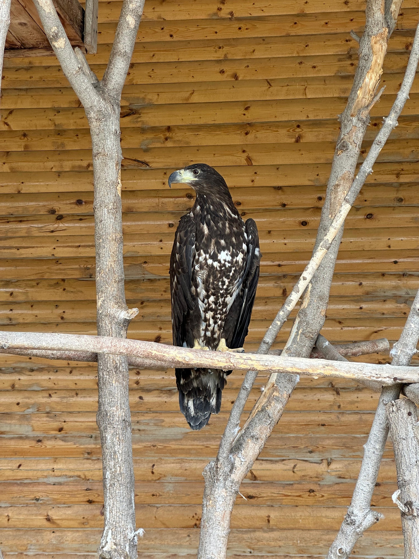 Росприроднадзор принял решение передать конфискованных орланов-белохвостов в зоопарк «Нальчикский»