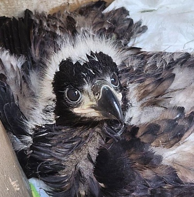 Сотрудники Росприроднадзора и ЦЛАТИ в Коми, Вологде и Санкт-Петербурге спасли птенца орлана-белохвоста