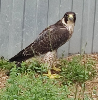 Росприроднадзор взял на контроль вопросы лечения и содержания сапсана, занесенного в Красную книгу Российской Федерации