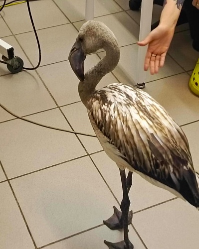 Росприроднадзор следит за состоянием розового фламинго и кудрявого пеликана, которые содержатся в Свердловской области