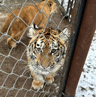 Росприроднадзор выдал разрешение на оборот двух амурских тигрят
