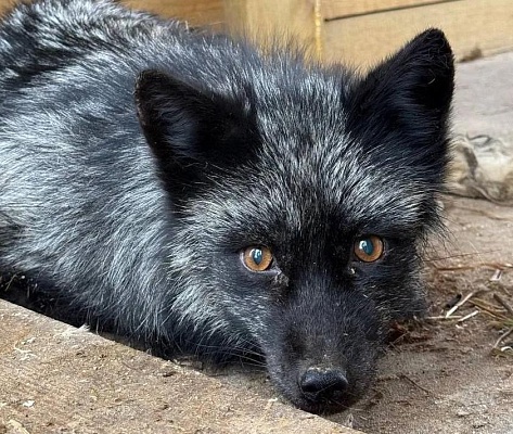 Росприроднадзор организовал передачу трех конфискованных чернобурых лисиц в зоопарк «Аленушка»