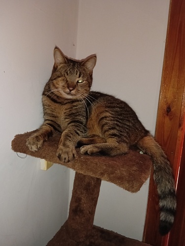 Сотрудники Центрально-Чернозёмного управления Росприроднадзора в преддверии Всемирного дня домашних животных поделились историями о своих питомцах