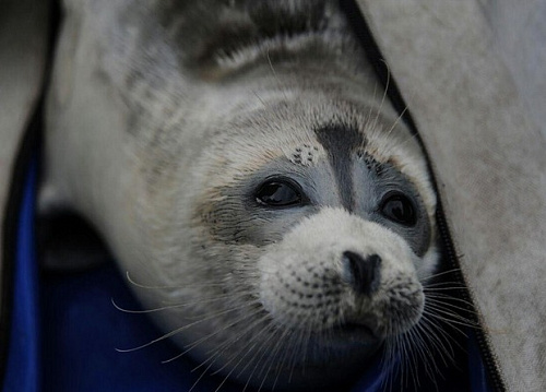Сотрудники Росприроднадзора работают на месте гибели краснокнижных каспийских тюленей