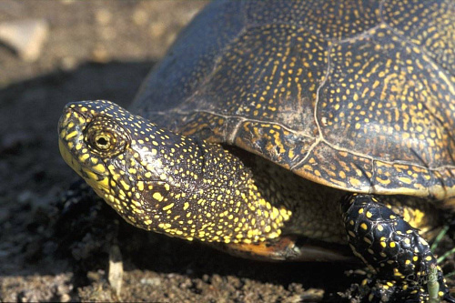 В Петербурге с наступлением жаркой погоды можно встретить болотную черепаху