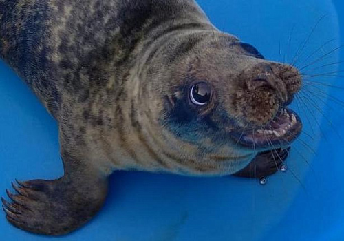 Росприроднадзор по СЗФО просит не беспокоить тюленей 