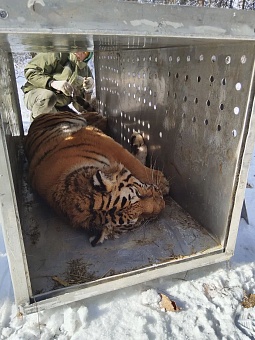 Двух самок амурского тигра передали в Московский зоопарк
