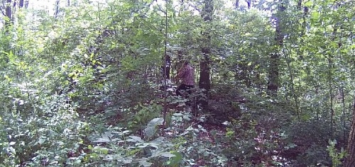 В ходе выездного обследования территории лесополосы рядом с д. Овсянниково Орловской области установлены нарушения