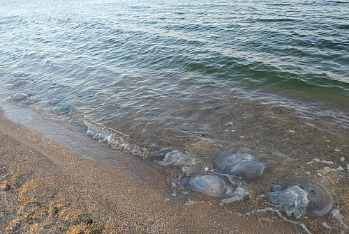 Об увеличении количества медуз в Азовском море