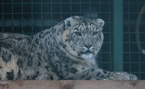 Самка снежного барса передана из Московского зоопарка в Челябинский зоопарк