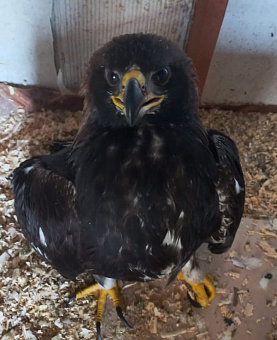 На Алтае сотрудники Росприроднадзора и общественные инспекторы спасли краснокнижного беркута