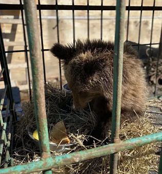 Ослабленного годовалого медвежонка передали в иркутский ветеринарный госпиталь