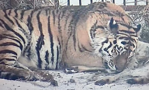 Под контролем сотрудников Росприроднадзора в Хабаровском крае амурского тигра готовят к выпуску в естественную среду обитания