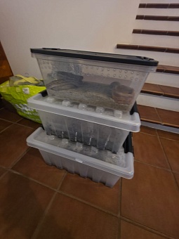 В Подмосковье у местного жителя изъяли четырех опасных рептилий