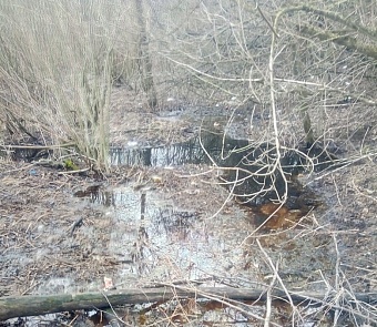 Росприроднадзор по СЗФО провел проверку по обращению общественного инспектора о сбросе фильтрата с полигона в Жаворонково