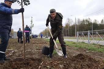 В Череповце сотрудники Росприроднадзора приняли участие в посадке деревьев