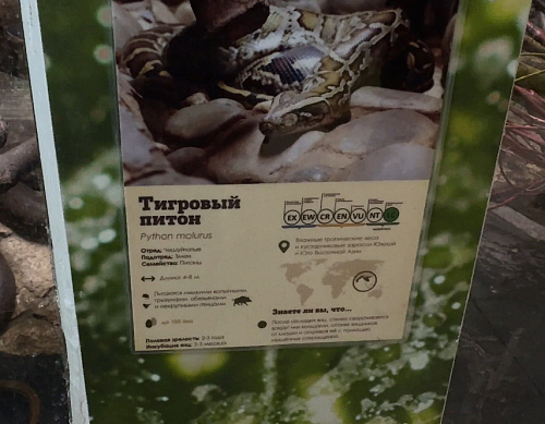 Инспекторы СЗМУ Росприроднадзора навестили в Ленинградском зоопарке тигрового питона, брошенного хозяйкой три года назад