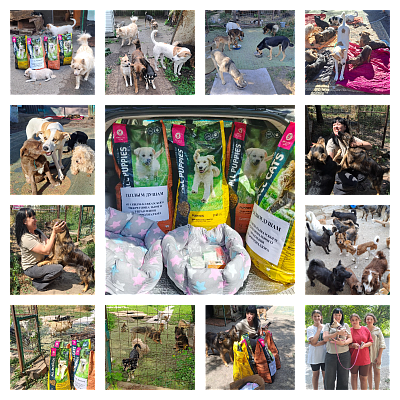 Забота о бездомных животных: Встреча Росприроднадзора с Викторией в Ставропольском крае