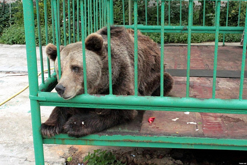 В Саратове инспекторы Росприроднадзора изъяли бурого медведя у частного владельца