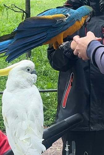 СЗМУ Росприроднадзора просит граждан не вступать в контакт дикими животными, демонстрируемыми на улицах 