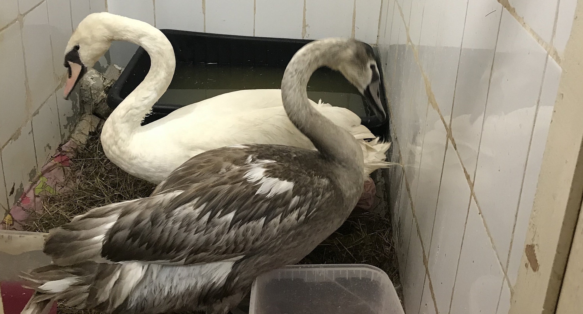 Сотрудники Росприроднадзора передали гуманитарную помощь обитателям центра реабилитации животных «Большое гнездо»