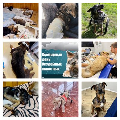 Забота о братьях наших меньших: Сотрудники Росприроднадзора в Северной Осетии поддержали бездомных животных