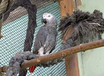 Изъятые из незаконного оборота редкие краснохвостые попугаи Жако по решению Росприроднадзора переданы в Казанский зооботсад