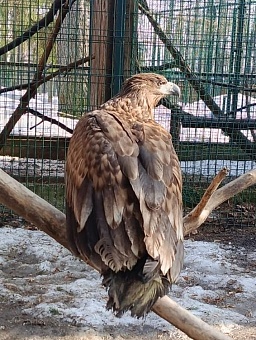 Инспекторы Росприроднадзора передали изъятых краснокнижных птиц на содержание в зоопарк «Маленькая страна»