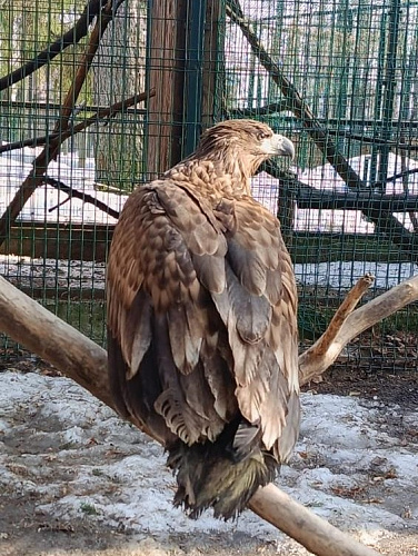 Инспекторы Росприроднадзора передали изъятых краснокнижных птиц на содержание в зоопарк «Маленькая страна»